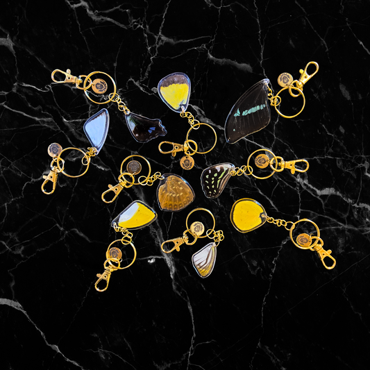 Real Butterfly Wing Keychain - Metamorphosis Talisman