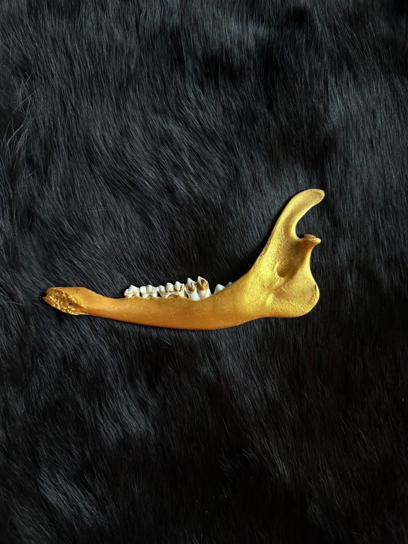 Muntjac deer jaw bone gold finish