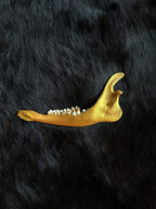 Muntjac deer jaw bone gold finish