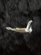 Muntjac deer jaw bone silver finish
