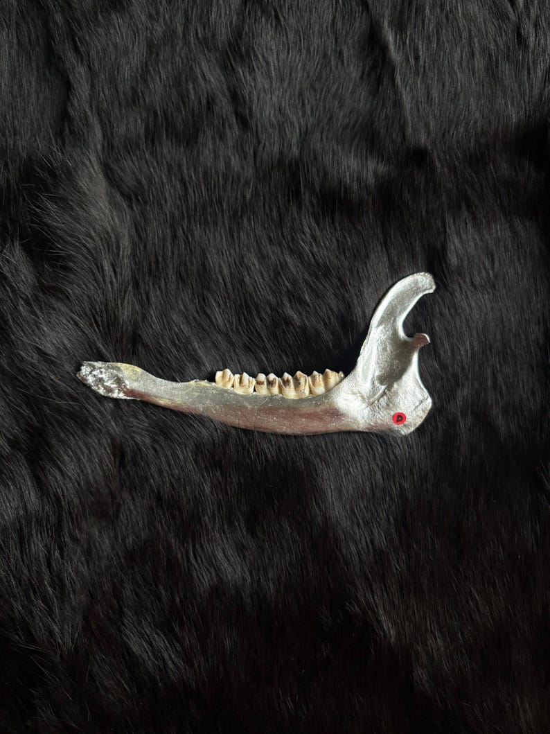 Muntjac deer jaw bone silver finish