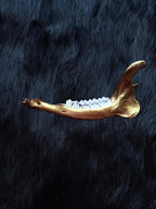 Muntjac deer jaw bone detail
