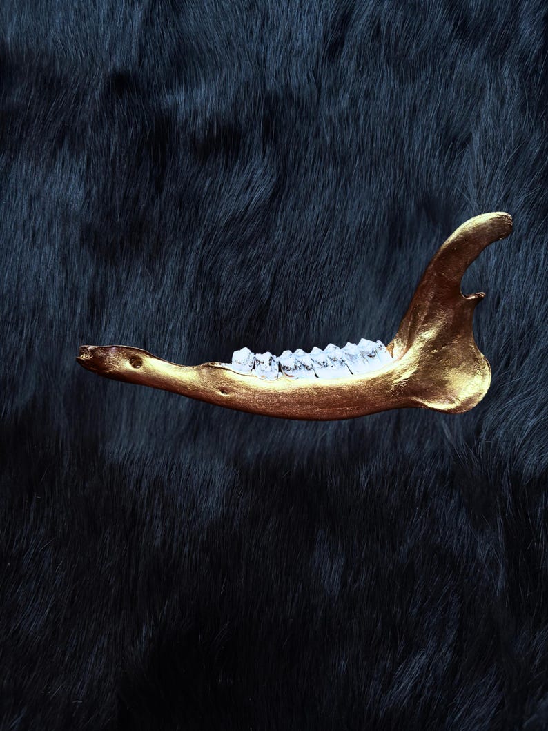 Muntjac deer jaw bone detail