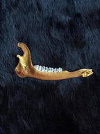 Muntjac deer jaw bone gold 13cm