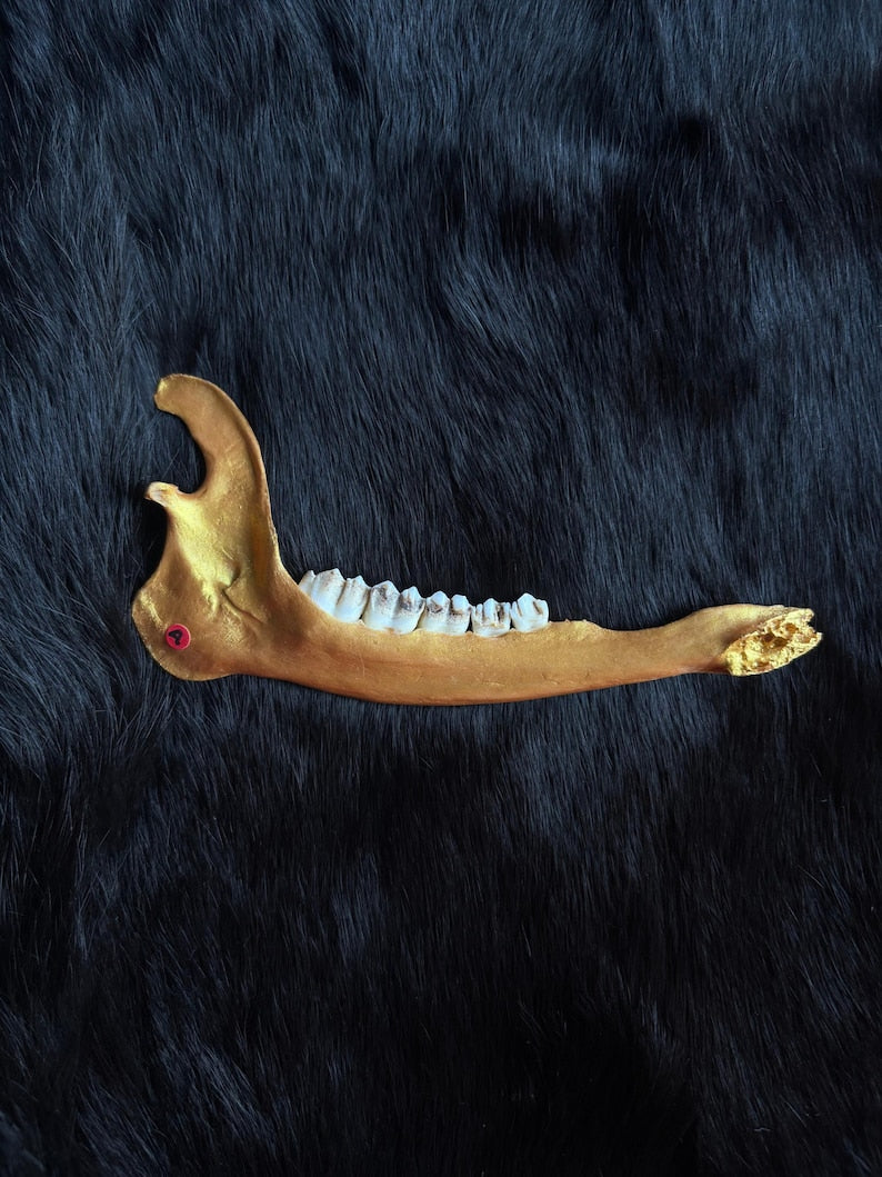 Muntjac deer jaw bone gold 13cm