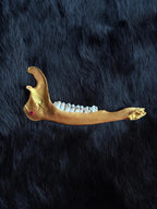 Muntjac deer jaw bone gold 13cm