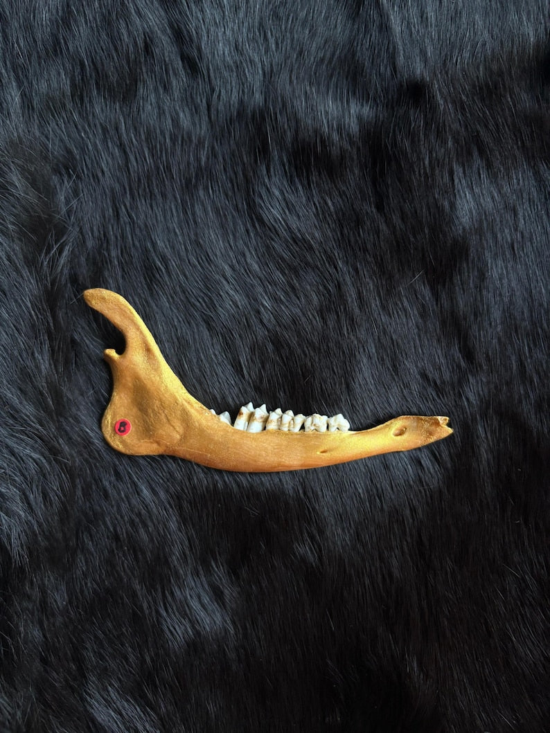 Muntjac deer jaw bone natural