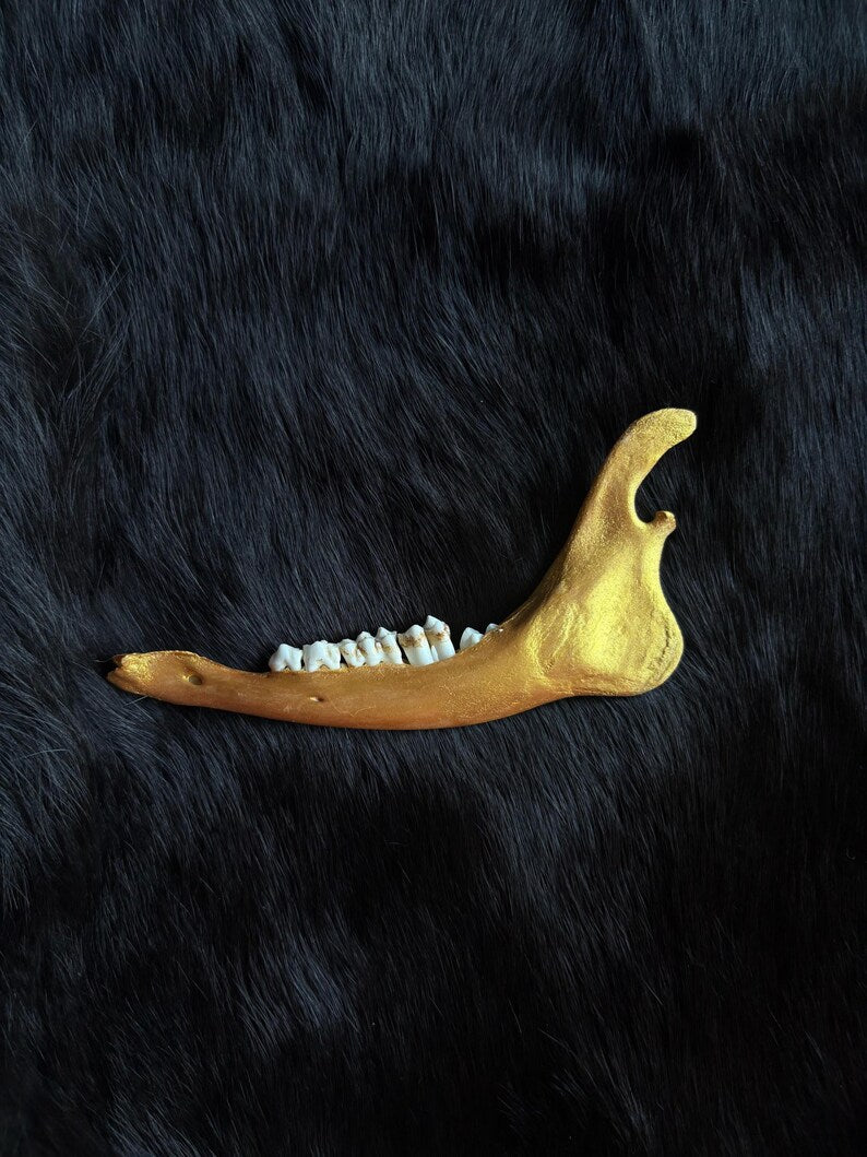 Muntjac deer jaw bone gold curved